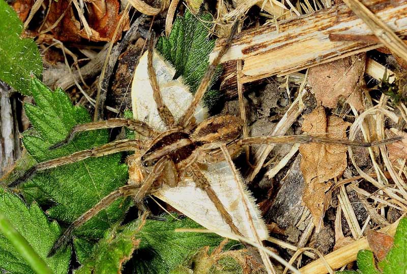 Maschio di Hogna radiata - Fanano (MO)